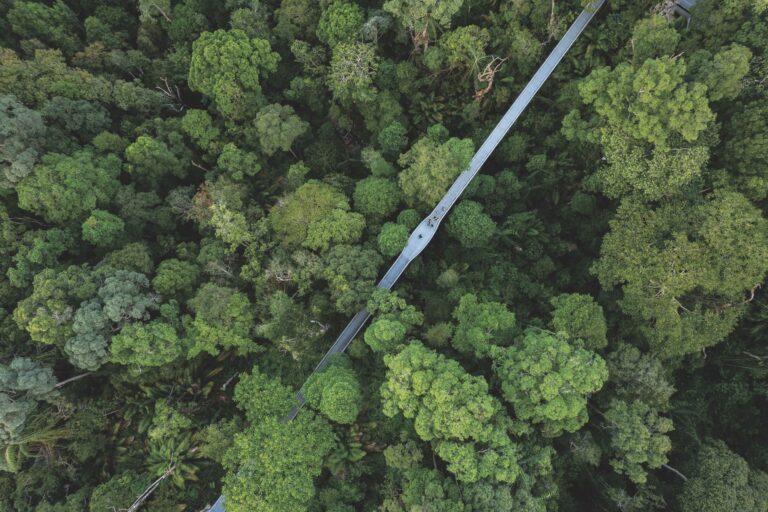 Toutes les forêts ne sont pas à conserver