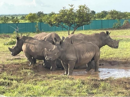 Haut-Uele: Seize rhinocéros blancs réintroduits au Parc de la Garamba