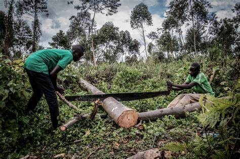 Le Secrétariat général à l’Edd pour la création d’un cadre de concertation intersectorielle sur la gouvernance de la biomasse énergie en RDC